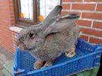 jonge konijn (Vlaamse Reus), Dieren en Toebehoren, Konijnen, Groot