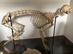 Skelet poes, Ophalen, Gebruikt, Hond of Kat, Opgezet dier