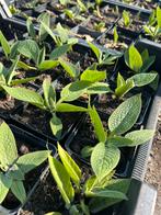 Russische smeerwortel, Tuin en Terras, Planten | Tuinplanten, Ophalen