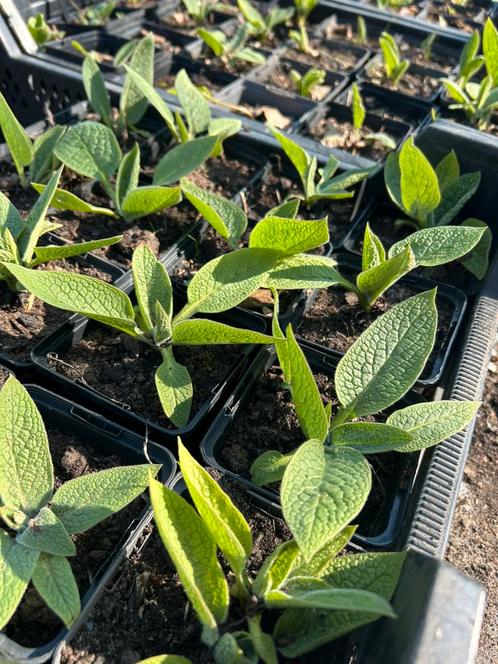 Russische smeerwortel, Tuin en Terras, Planten | Tuinplanten, Ophalen