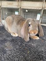 Franse hangoor konijn, Dieren en Toebehoren, Konijnen, Hangoor