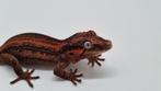 Rhacodactylus Auriculatus Gargoyle gekko