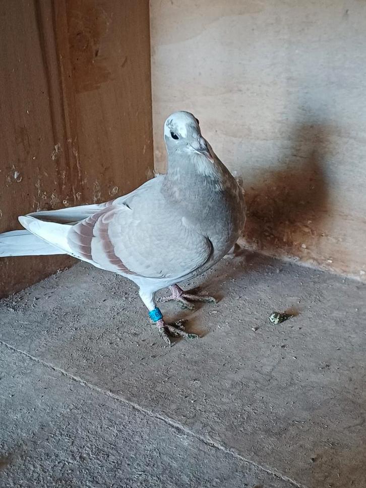 Te koop: duiven met goede stamkaart, Animaux & Accessoires, Oiseaux | Pigeons, Pigeon voyageur, Plusieurs animaux