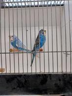 Kleine grasparkiet pop, Dieren en Toebehoren, Vogels | Parkieten en Papegaaien