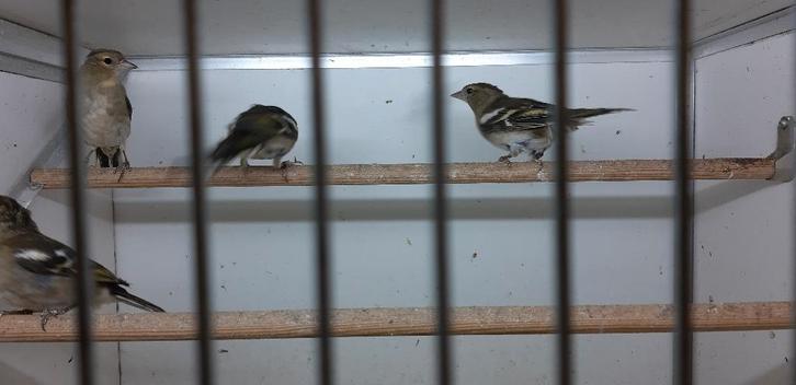 VINKEN, BOK, BOEKVINK, POPPEN 29,95, Dieren en Toebehoren, Vogels | Overige Vogels, Wildzangvogel, Vrouwelijk, Tam, Geringd