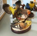 Vogelcollectie, Verzamelen, Dierenverzamelingen, Ophalen, Vogel