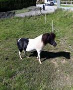 Minipaardjes, Dieren en Toebehoren, Pony's