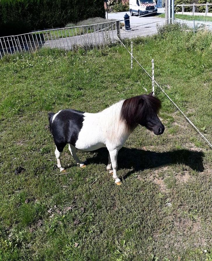 Minipaardjes, Dieren en Toebehoren, Pony's