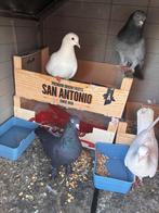 Turkse duiven  takla, Dieren en Toebehoren, Vogels | Duiven