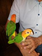 Roestkop caiques, Dieren en Toebehoren, Vogels | Parkieten en Papegaaien