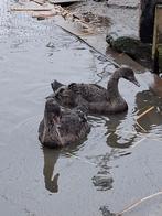 Cygne noir, Plusieurs animaux, Oie ou Cygne