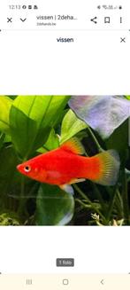 Kleine Platy's  ( Red Coral ), Dieren en Toebehoren, Vis, Zoetwatervis