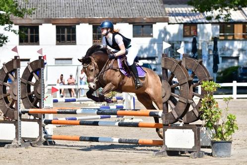 Rocky (D-pony) zoekt een 5* huisje, Dieren en Toebehoren, Pony's, Ruin, D pony (1.37m tot 1.48m), Springpony, 11 jaar of ouder