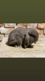 Minilop rammelaar, Dieren en Toebehoren, Konijnen, Mannelijk, Dwerg, Hangoor, 0 tot 2 jaar