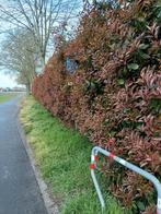 Tuinman / boomverzorging / houthakker / schrijnwerker, Diensten en Vakmensen