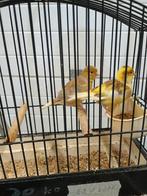 Koppel fife fancy te koop, Dieren en Toebehoren, Vogels | Kanaries