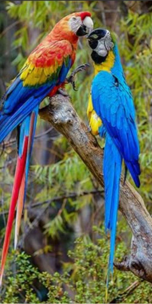 Ara accueille Bien lire!! Lire!! Je ne donne pas mes oiseaux, Dieren en Toebehoren, Vogels | Parkieten en Papegaaien, Papegaai