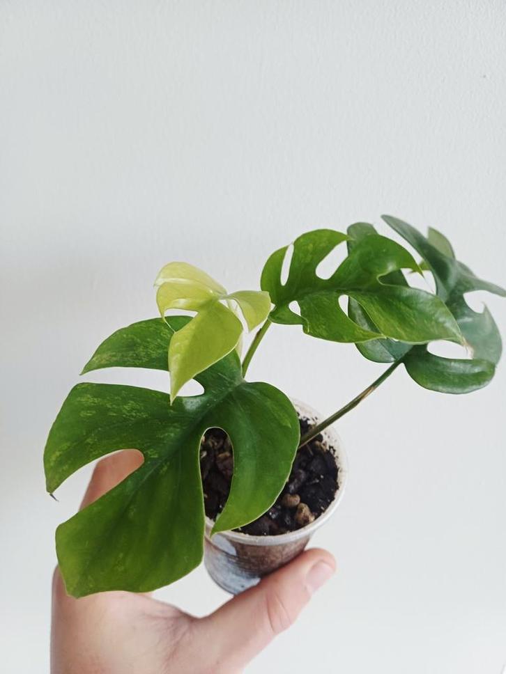 Rhaphidophora tetrasperma mint variegata (monstera minima), Maison & Meubles, Plantes d'intérieur, Autres espèces, Moins de 100 cm