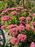 6€ sedum spectabile rustique, Tuin en Terras, Planten | Tuinplanten, Volle zon, Vaste plant, Herfst, Ophalen