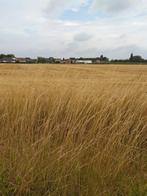 Zoekt land voor tarwe/mais l, Zakelijke goederen, Landbouw | Onroerend goed, Ophalen