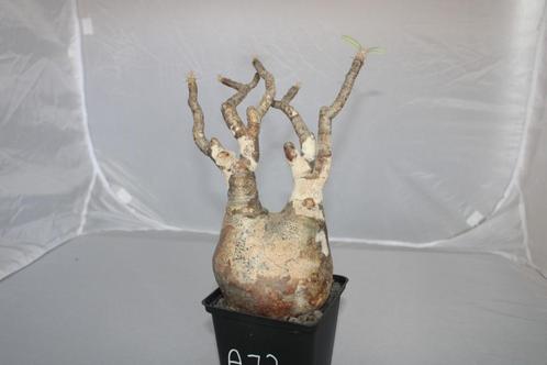 Pachypodium rosulatum ssp. Gracilius, Huis en Inrichting, Kamerplanten, Vetplant, Minder dan 100 cm, Groene kamerplant, Volle zon