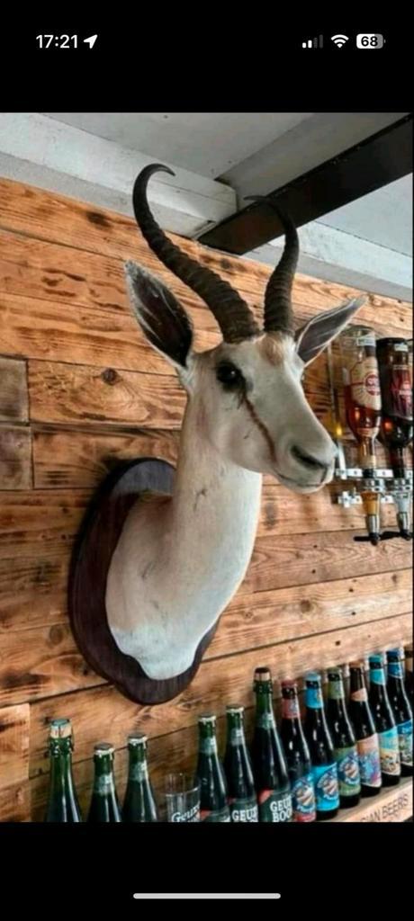 Springbok uit Namibie, Verzamelen, Dierenverzamelingen, Zo goed als nieuw, Ophalen