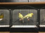 Noordse Frise kanaries, Dieren en Toebehoren, Vogels | Kanaries