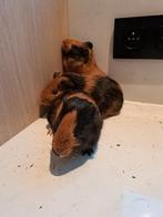 Cavia beertjes, Novembre, Mâle, Cobaye