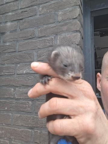 Pup sable fret gereserveerd  nog andere de reseveren, Dieren en Toebehoren, Fret