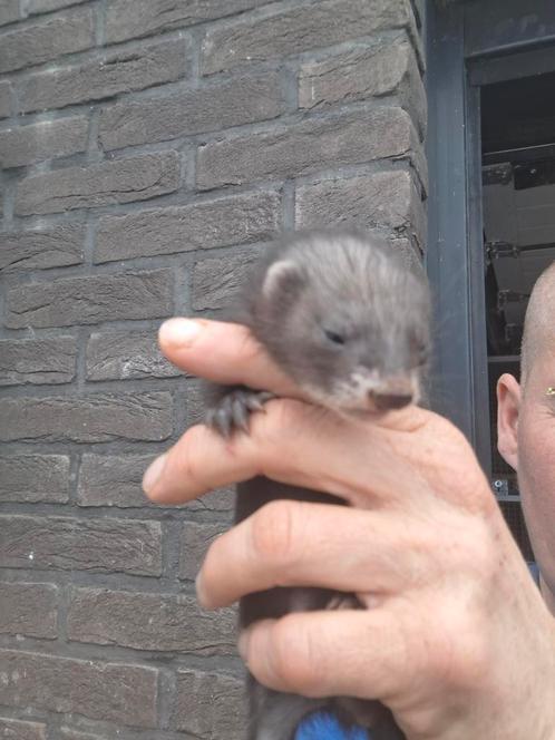 Pup sable fret gereserveerd  nog andere de reseveren, Dieren en Toebehoren, Knaagdieren, Fret