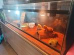 Koppel Baardagamen, Dieren en Toebehoren, Hagedis, Met terrarium, 3 tot 6 jaar