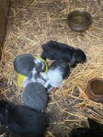 Franse hangoor konijntjes te koop, Dieren en Toebehoren, Konijnen, Meerdere dieren, Middelgroot, Hangoor, 0 tot 2 jaar
