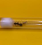 Camponotus Barbaricus koningin met 1-5 werksters, Mieren