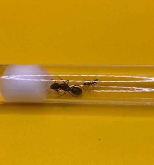 Camponotus Barbaricus koningin met 1-5 werksters, Dieren en Toebehoren, Insecten en Spinnen, Mieren