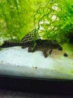 Pleco, Animaux & Accessoires