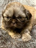 Shih Tzu pupjes, Dieren en Toebehoren, Honden | Chihuahua's en Gezelschapshonden, België, Overige rassen, CDV (hondenziekte), 8 tot 15 weken