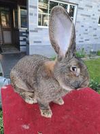 Lapin geant de flandre, Meerdere dieren