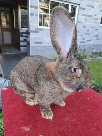 Lapin geant de flandre, Animaux & Accessoires, Lapins, Plusieurs animaux