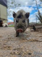 Gecastreerd microvarken, Dieren en Toebehoren, Mannelijk, Varken, 0 tot 2 jaar