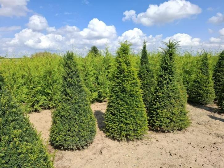 Groenblijvende hagen, Tuin en Terras, Planten | Tuinplanten, Ophalen