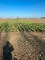Handgetrokken voederbieten, Dieren en Toebehoren