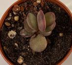 Adromischus Subdistichus, Minder dan 100 cm, Verzenden, Vetplant