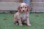 Prachtige Cavapoo pups, Dieren en Toebehoren, België, Overige rassen, CDV (hondenziekte), 8 tot 15 weken