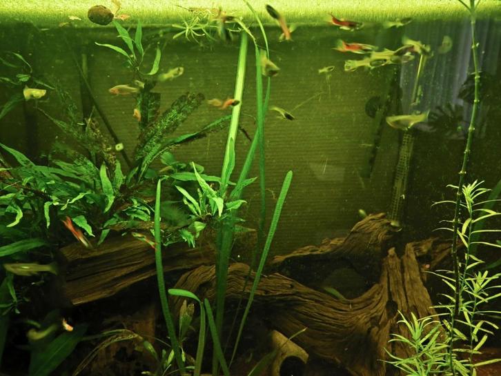 Endlers groep, Dieren en Toebehoren, Vissen | Aquariumvissen, Zoetwatervis, Vis