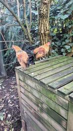 Mooie Hollandse krielhaantjes, Dieren en Toebehoren, Mannelijk