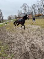 Jument KWPN, Cheval de dressage, 11 ans ou plus, 165 à 170 cm, Avec pedigree