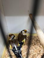 Gezonde Putters XXl wildkleur, Dieren en Toebehoren, Wildzangvogel, Geringd