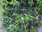 Steenlinde, Tuin en Terras, Planten | Struiken en Hagen, Ophalen