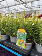 Salvia microphylla ‘White’ P17, Tuin en Terras, Ophalen, Zomer, Vaste plant, Volle zon