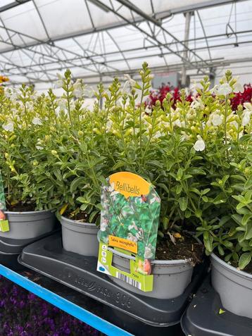 Salvia microphylla ‘White’ P17 beschikbaar voor biedingen